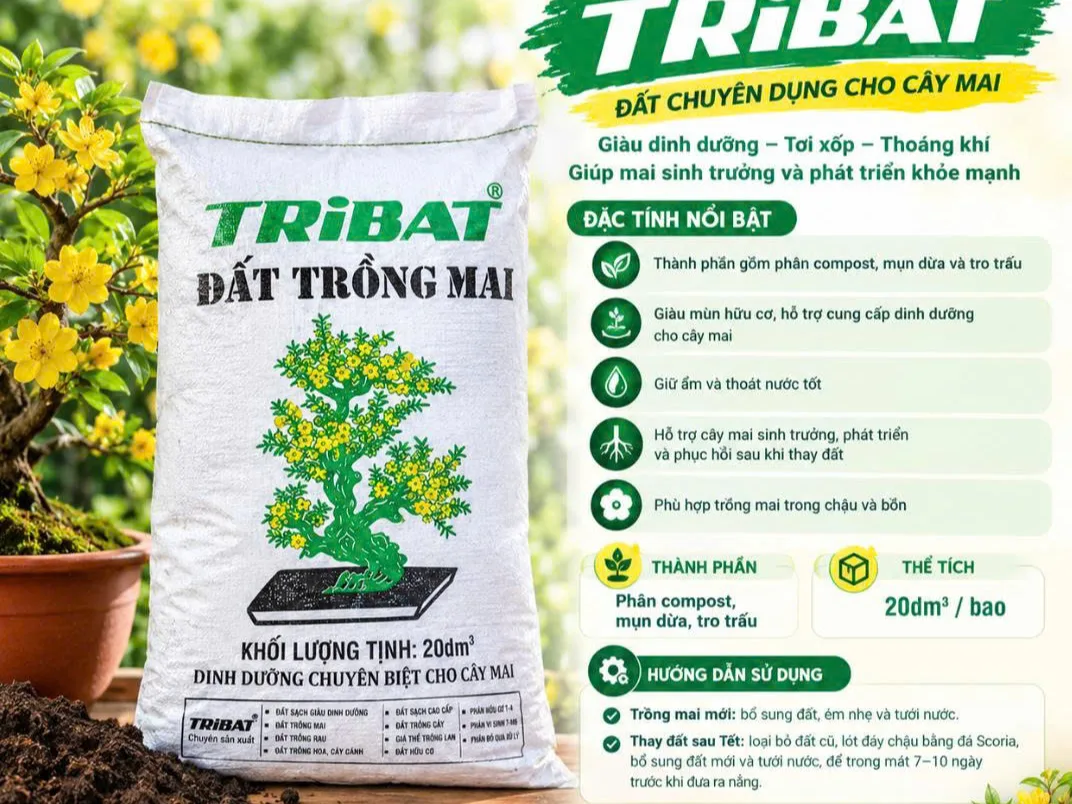 ĐẤT TRỒNG MAI TRIBAT